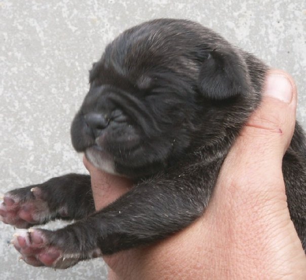 Publication : Du Sang Magnifique Auteur : drulic nikola