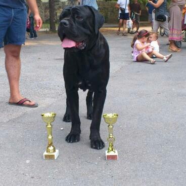 CH. Flash Du Sang Magnifique - BOB - MEILLEUR DE RACE