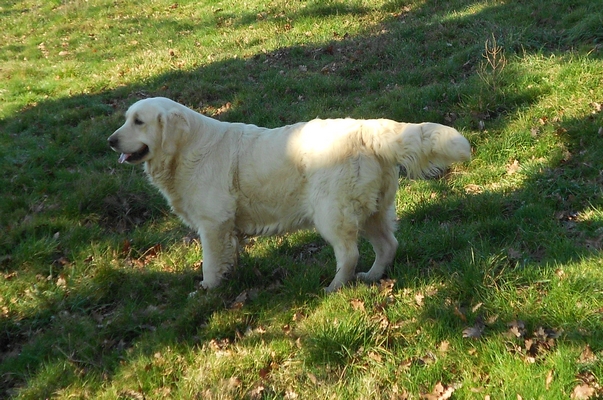 Publication : De La Forêt Des Sources Auteur : M. Michel OLIVER