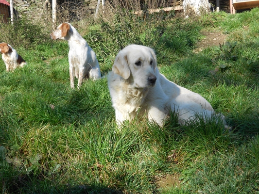 Publication : De La Forêt Des Sources Auteur : M. Michel OLIVER