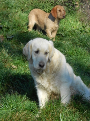 Publication : De La Forêt Des Sources Auteur : M. Michel OLIVER