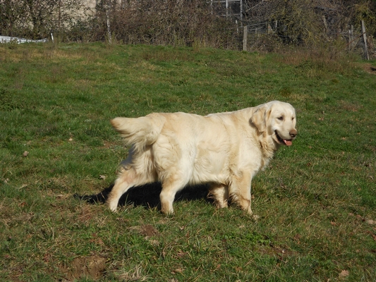 Publication : De La Forêt Des Sources Auteur : M. Michel OLIVER