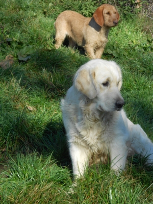 Publication : De La Forêt Des Sources Auteur : M. Michel OLIVER