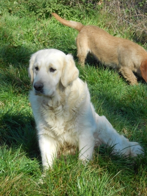 Publication : De La Forêt Des Sources Auteur : M. Michel OLIVER