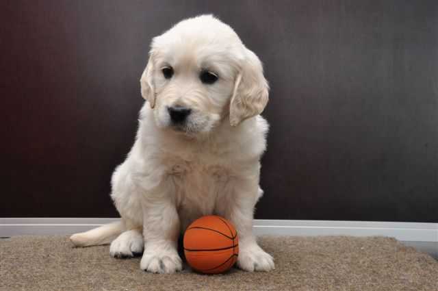 Publication : De La Forêt Des Sources Auteur : M. Michel OLIVER