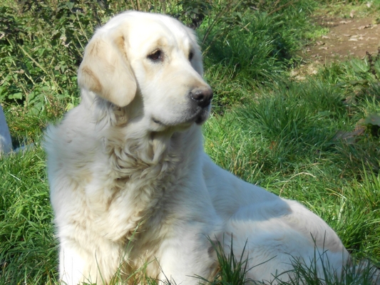 Publication : De La Forêt Des Sources Auteur : M. Michel OLIVER