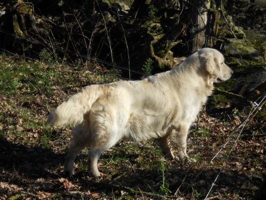 Publication : De La Forêt Des Sources Auteur : M. Michel OLIVER