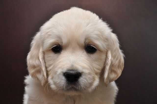 Publication : De La Forêt Des Sources Auteur : M. Michel OLIVER