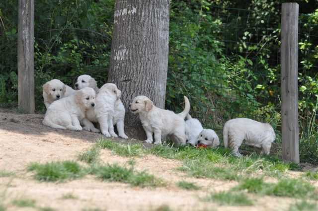 Publication : De La Forêt Des Sources Auteur : M. Michel OLIVER