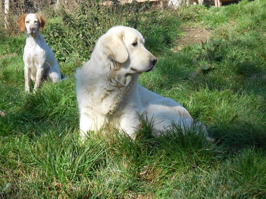 Publication : De La Forêt Des Sources Auteur : M. Michel OLIVER