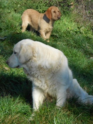 Publication : De La Forêt Des Sources Auteur : M. Michel OLIVER