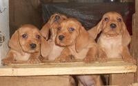 Les chiots de Basset fauve de Bretagne