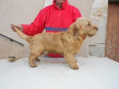 Les chiots de Basset fauve de Bretagne