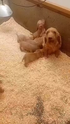 Basset fauve de Bretagne