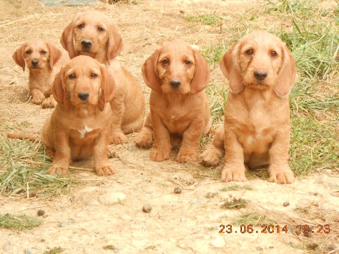 Accueil De La Forêt Des Sources Eleveur De Chiens Basset