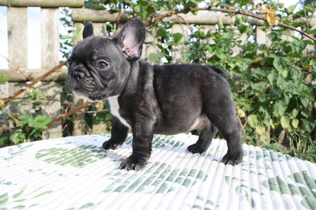 Usain Bolt (nom provisoire)