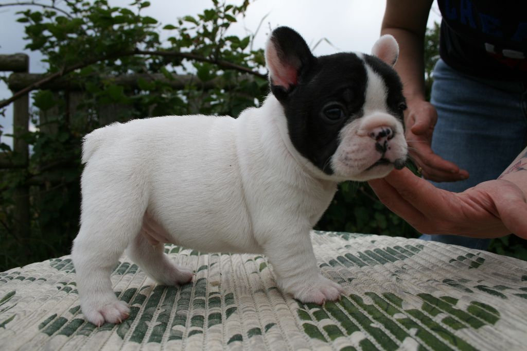 Un coup de coeur (nom provisoire)