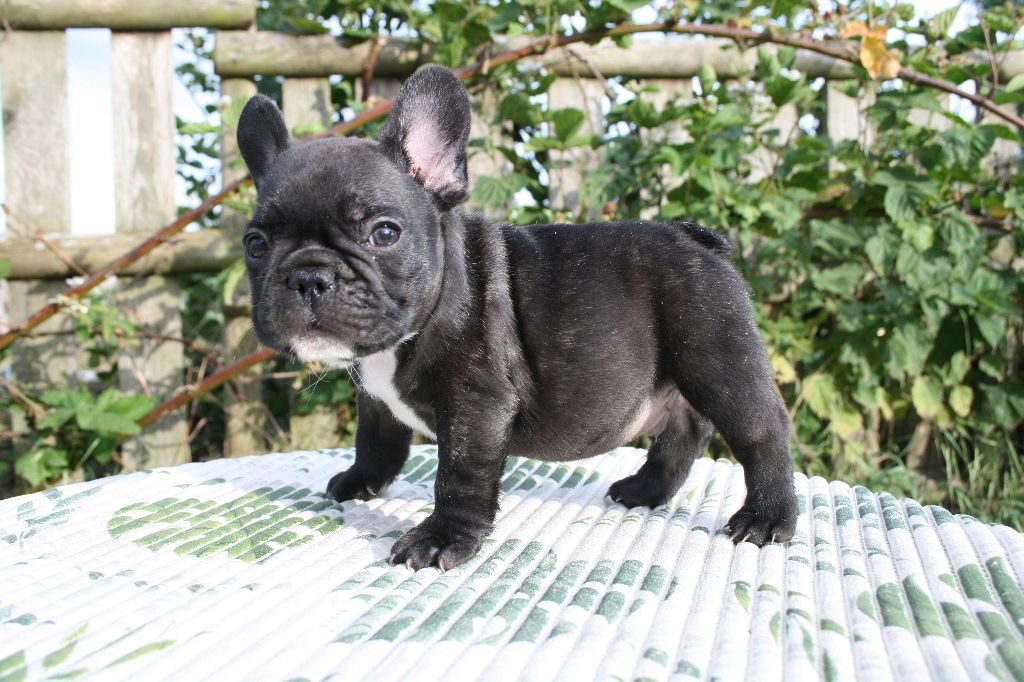 Usain Bolt (nom provisoire)