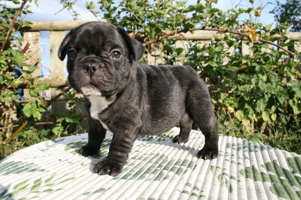 Ultra chic (nom provisoire)