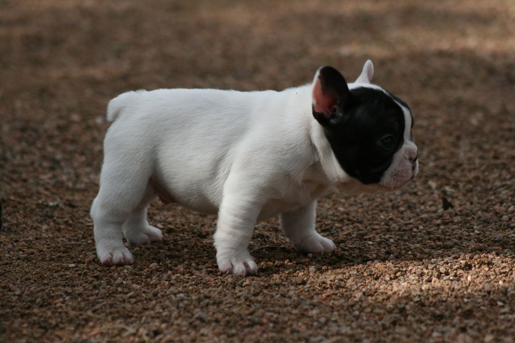 Un coup de coeur (nom provisoire)