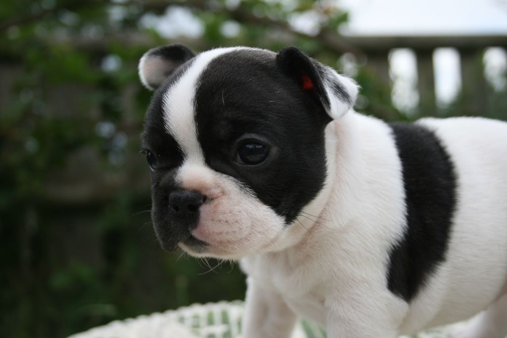 Uguette l'intrépide