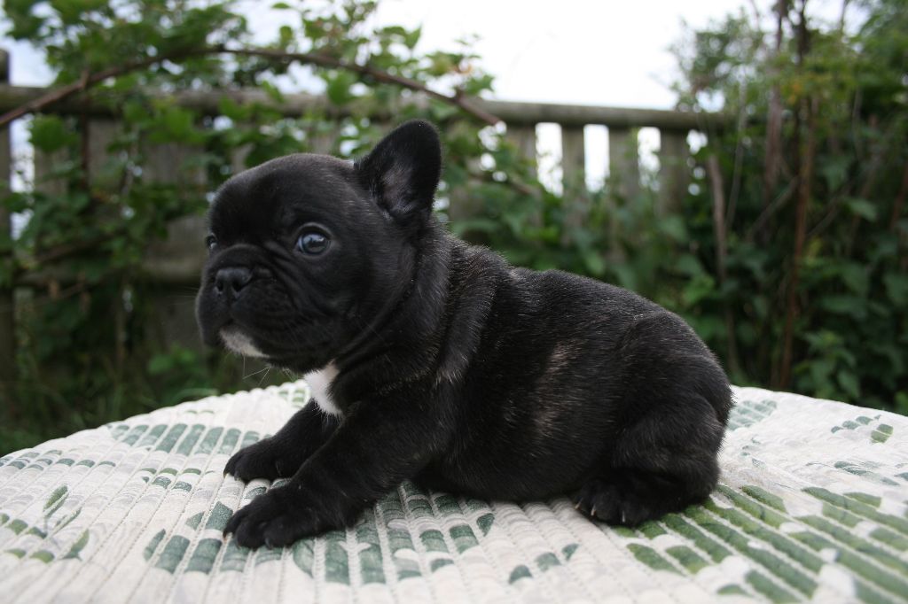 Uriel l'ange (nom provisoire)