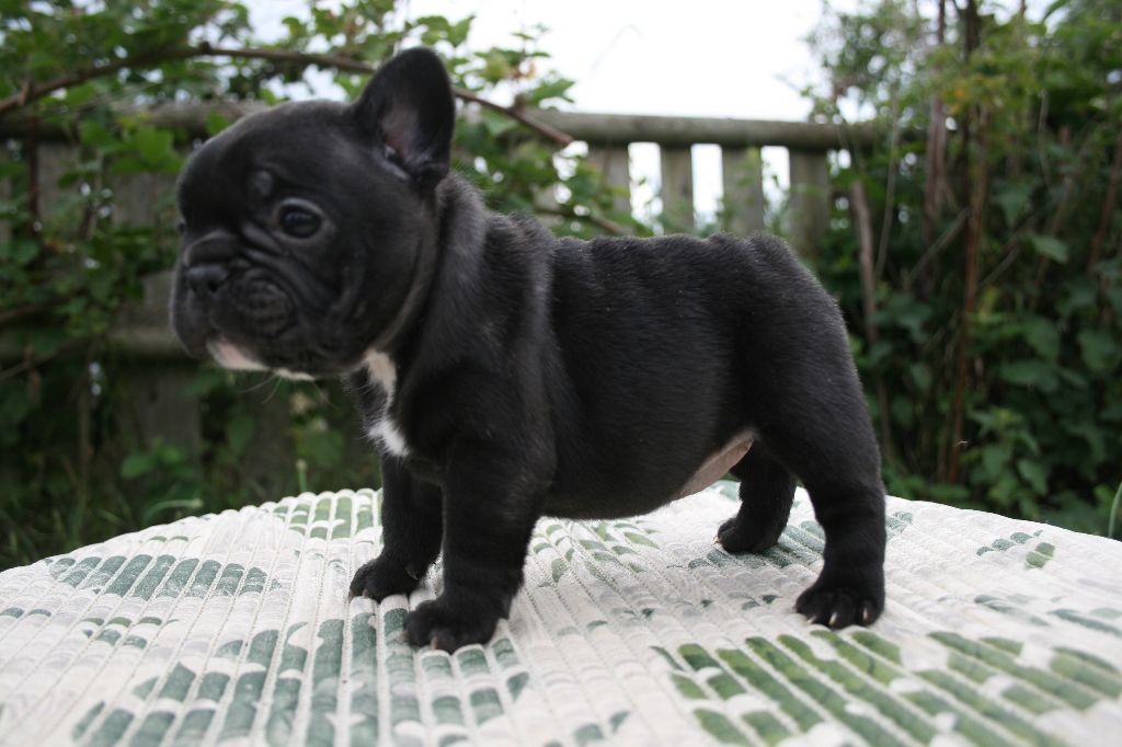 Union sacrée (nom provisoire)