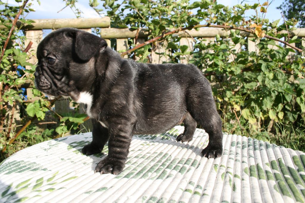 Ultra chic (nom provisoire)