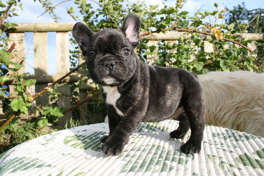 Uriel l'ange (nom provisoire)