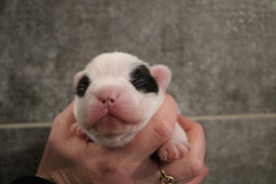 Les chiots de Bouledogue français