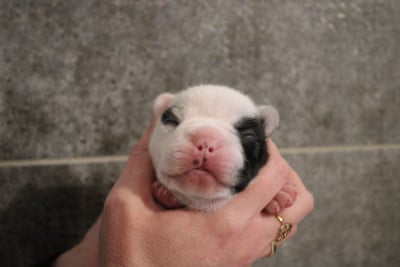 Les chiots de Bouledogue français