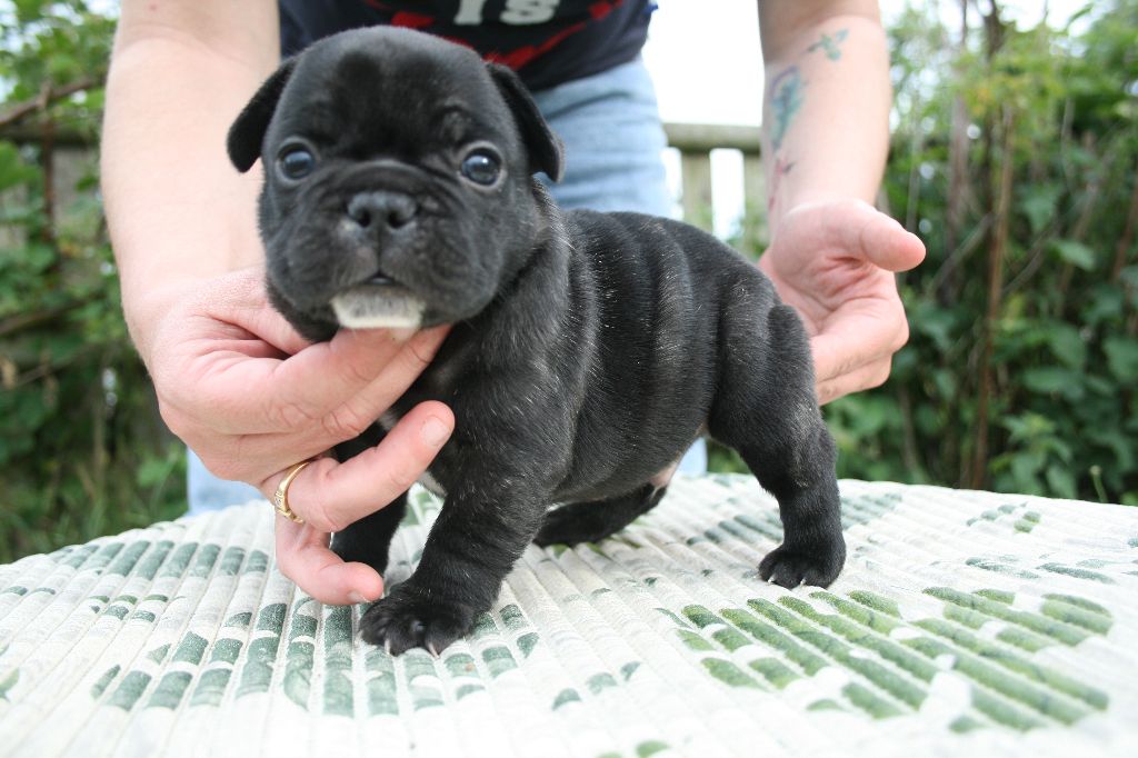 Ultra chic (nom provisoire)