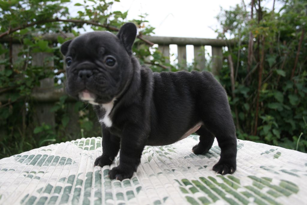 Union sacrée (nom provisoire)