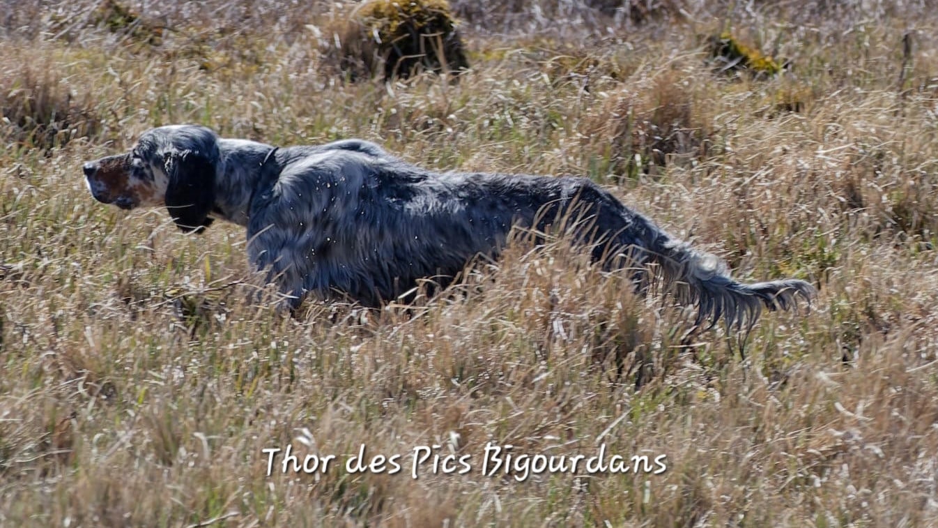 TR. Thor Des pics Bigourdans