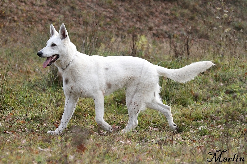 Faience du manoir de la roche blanche