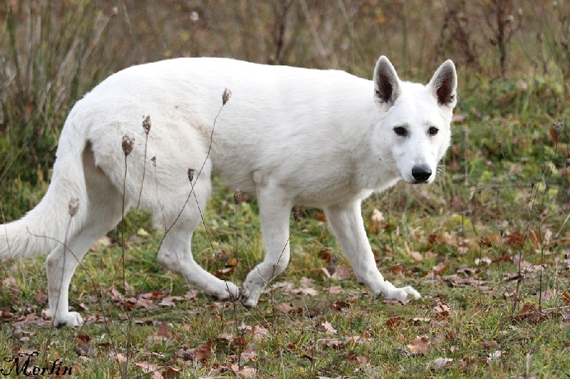 Faience du manoir de la roche blanche
