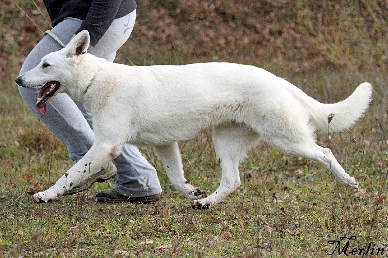Faience du manoir de la roche blanche
