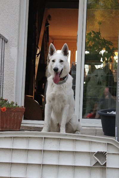 Faience du manoir de la roche blanche