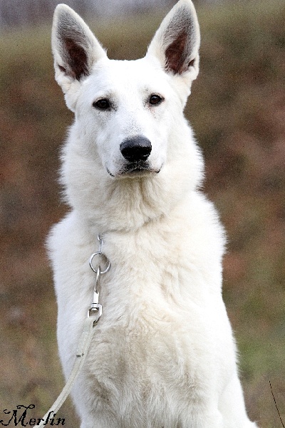 Faience du manoir de la roche blanche