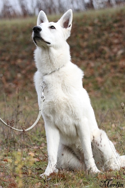 Faience du manoir de la roche blanche