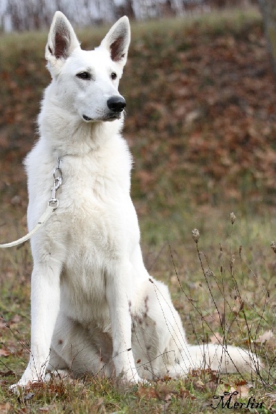 Faience du manoir de la roche blanche