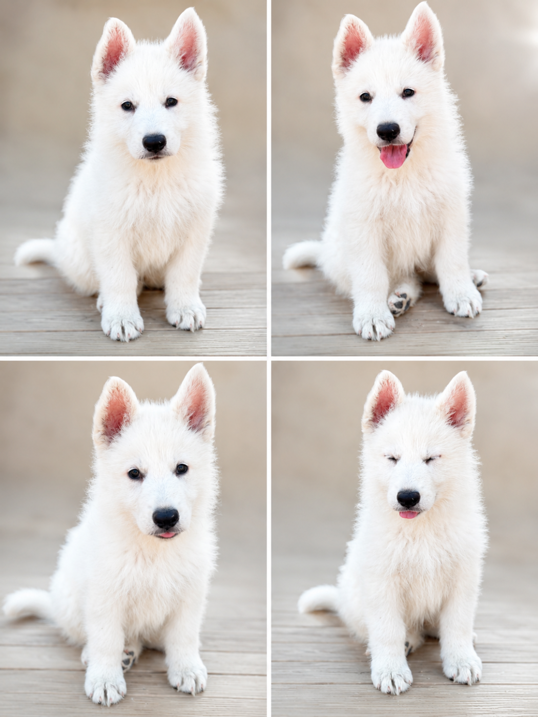 Berger Blanc Suisse - der Weibe Stern