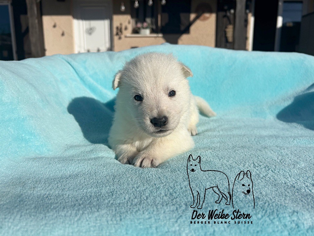 Berger Blanc Suisse - der Weibe Stern