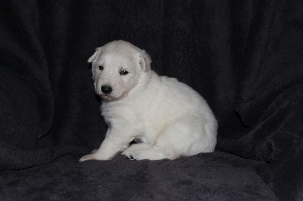 Chiot Berger Blanc Suisse, femelle disponible en Hautsde
