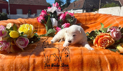 Les chiots de Berger Blanc Suisse