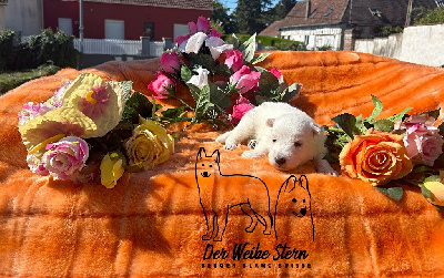 Les chiots de Berger Blanc Suisse