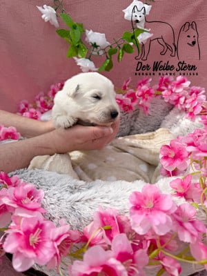 Les chiots de Berger Blanc Suisse