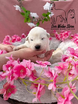 Les chiots de Berger Blanc Suisse