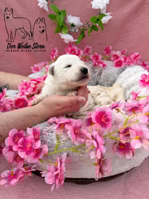 Les chiots de Berger Blanc Suisse