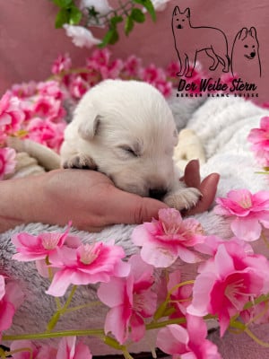Les chiots de Berger Blanc Suisse